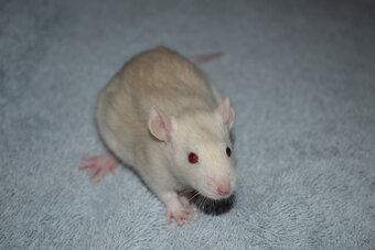 Potkan, potkánek, potkánci s VP - 3