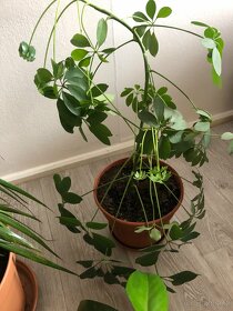 Pokojové rostliny vzrostlé - 3