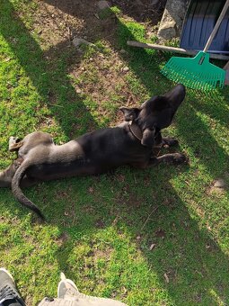 Labrador x Pitbul - 3
