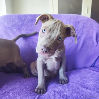 Americký pitbulterier pitbul pitbull silver lilac rare spp - 3
