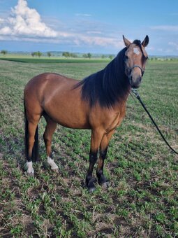 Sportovní pony - 3