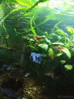 Krevety macrobrachium dayanum - 3