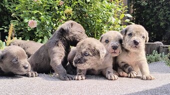 Cane corso merle - 3