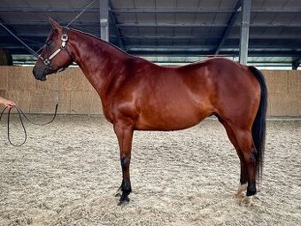 Milá kontaktní klisna/ poloviční QH - 3