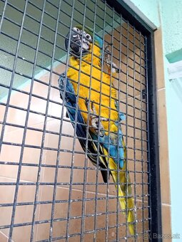 Ara ararauna, Amazoňan modročelý - 3