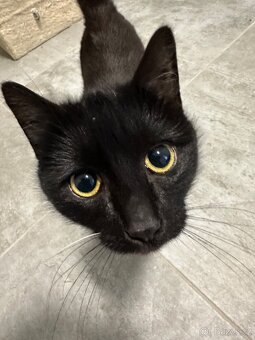 Daruji dvě kočičky - 3