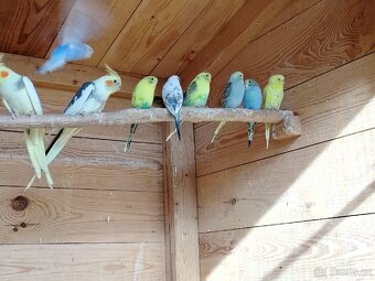 Andulka Vlnkovaná - 3