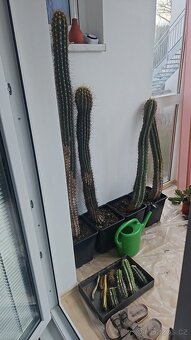 Prodám rozsáhlou sbírku kaktusů - 3