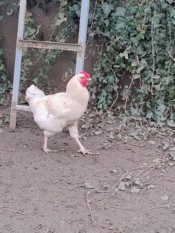 Prodám kohouta - 3