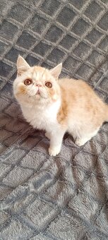 Exotická a perská koťata - 3