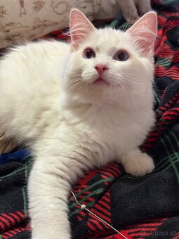 Ragdoll kocourek s PP - 3