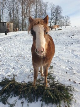 Welsh part-bred klisnička - 3