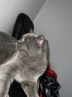 Krytí britský kocour - 3