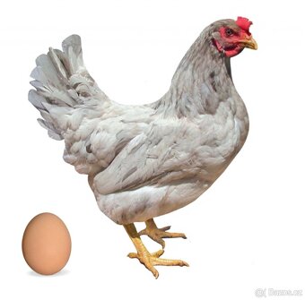 Prodej kuřic 13 týdnů - 3