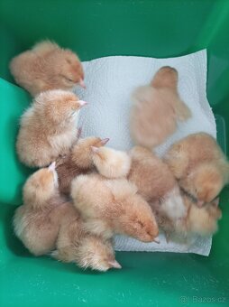 Násadová vejce hempšírek - 3