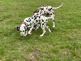 Dalmatin štěně -hledáme domov - 3