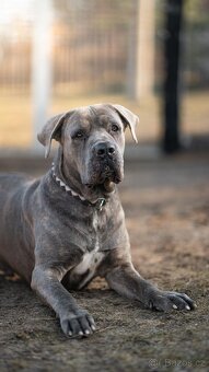 Marco - CaneCorso, 4 roky - 3