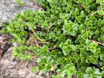 Skalničky a kobercový phlox - 3