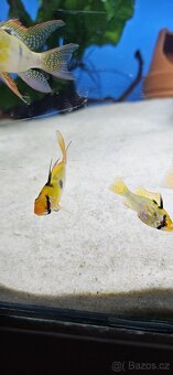 Apistogramma Mikrogeophagus Ramirezi - 3