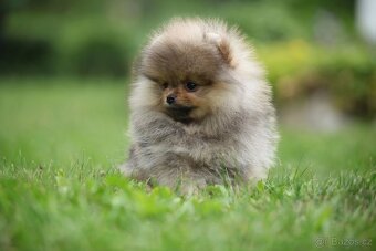 🐶 Nádherný pejsek pomeraniana – Orange sobolí barva 🧡 - 3