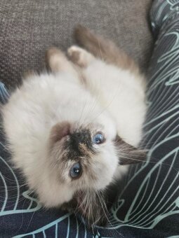 Chovatelská stanice prodává Ragdoll s PP - 3