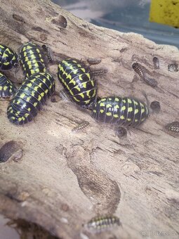 Isopody - stínky: Armadillidium Gestroi - 3