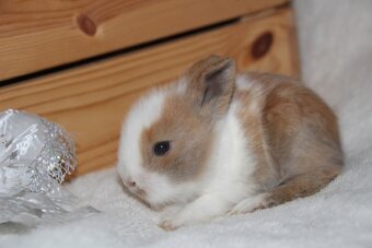 Vánoční miminka králíčků - zakrslí lvíčci, teddy - 3