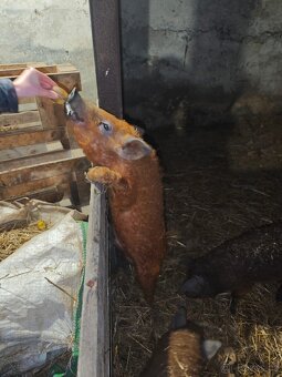 Kastrovaní kanečci Mangalice - 3