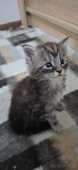 Mainská mývalí bez PP - 3