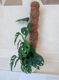 Monstera adansonii - 3