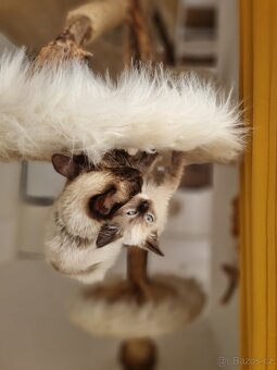 Kočička Ragdoll bez PP - 3