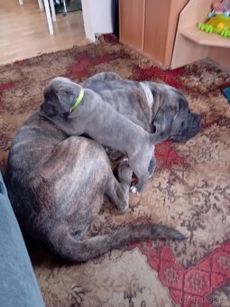 Daruji Cane Corso Spěchá - 3
