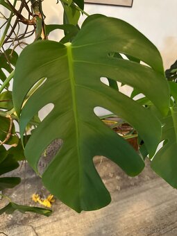 Pokojová MONSTERA s květináčem, výška cca 1,5m - 3