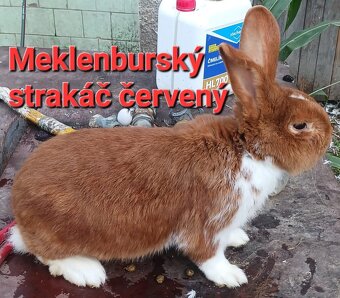 Meklenburský strakáč červený - 3