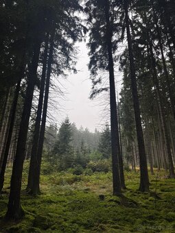 Prodám lesní pozemky v k.ú. Nicov - 3