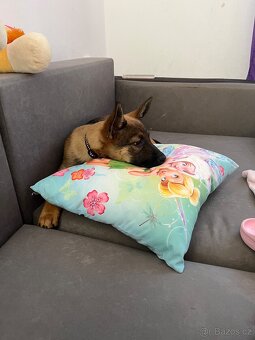 Ajša hledá nový domov - 3