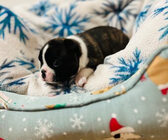 Bostonský terier FCI - 3