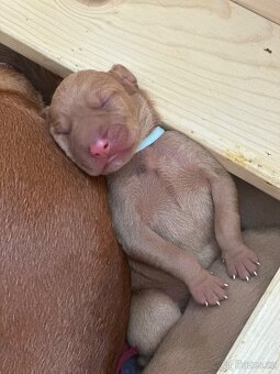 Maďarský krátkosrstý ohař - 3