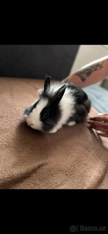 Zakrslí králíček - 3