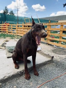 adopce Brit - 7 let - 3