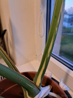 Monstera Thai Constellation - 3