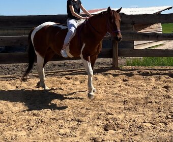 American Paint horse valach - 3