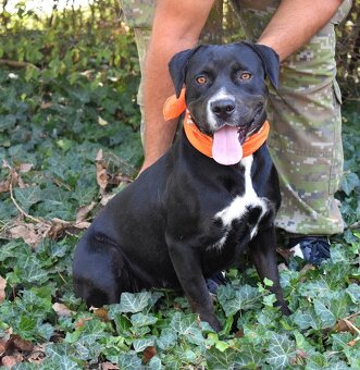 ADRIANA K ADOPCI - přátelská, umazlená, vděčná - 3