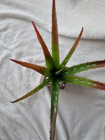 Dekorace do bytu - 3