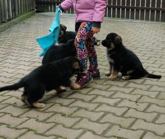 Německý ovčák - 3