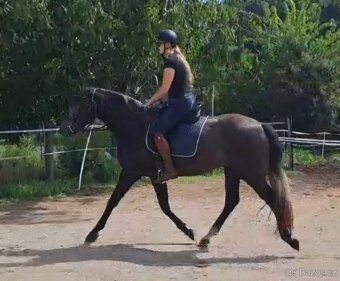 Prodám líbivého valacha - 3