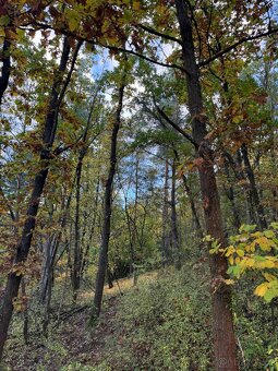 Prodej lesních pozemků v k.ú. Úlovice - 3