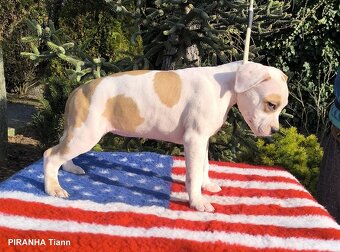 AMERICKÝ STAFORDŠÍRSKY TERIÉR s PP - 3