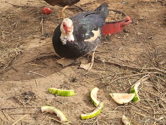 2x kachna, 1x kačer - 3