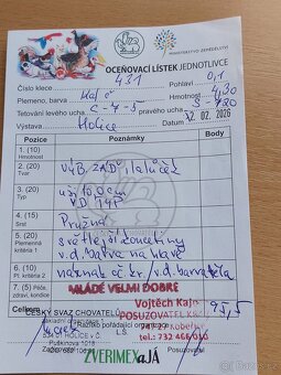 Kalifornský černý - 3